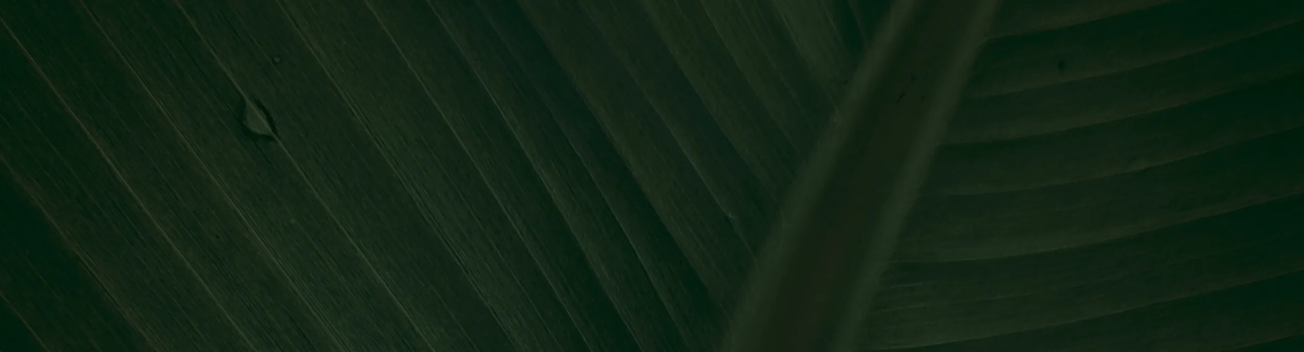 Aceite de Oliva Extra Virgen Orgánico